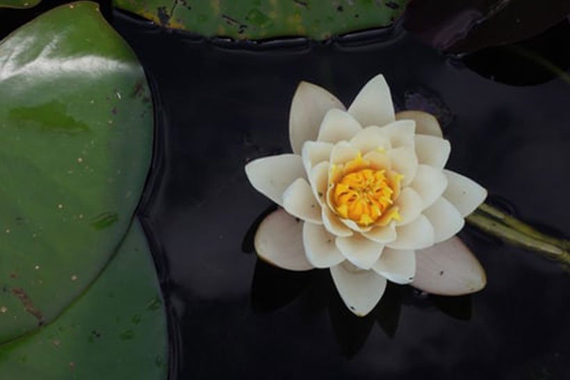 O significado secreto da flor de lótus